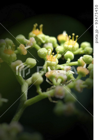 夏の日差しを浴びて輝くヤブガラシの花の王冠 93475450