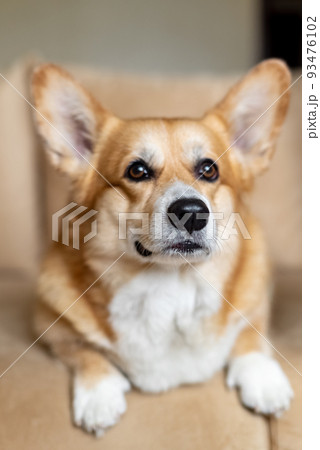 Portrait of cute ginger Welsh Corgi dog lying on sofa at home Portrait of cute ginger Welsh Corgi dog lying on sofa at home 93476102