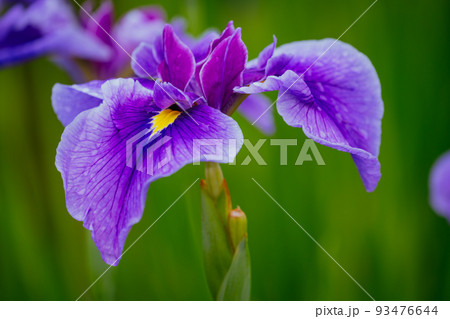 東村山八国山の花菖蒲 93476644