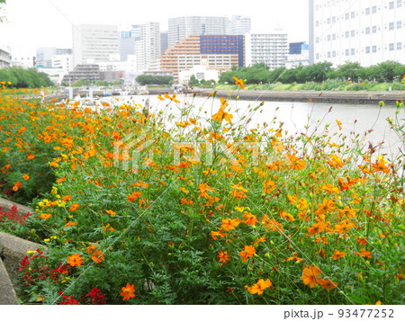 しながわ花海道のキバナコスモス 93477252