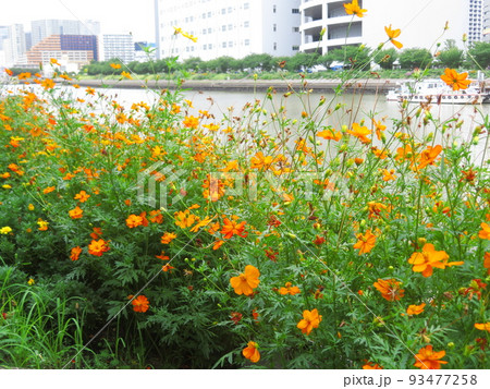 しながわ花海道のキバナコスモス しながわ花海道のキバナコスモス 93477258