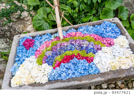 三重県津市　虹の形に作られたかざはやの里の紫陽花の花手水 93477621