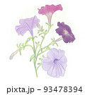 ペチュニア 93478394