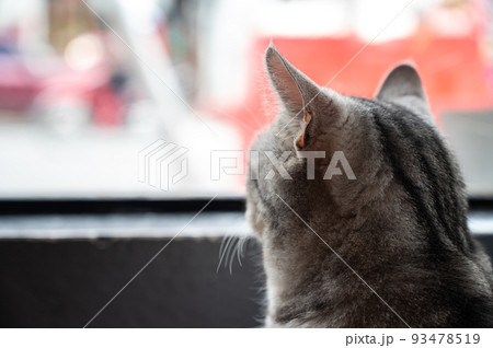 Rear view of loneliness cat looking away while waiting for owner. Rear view of loneliness cat looking away while waiting for owner. 93478519