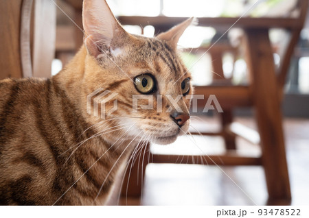Headshot of curious Bengal cat living in human house. Headshot of curious Bengal cat living in human house. 93478522
