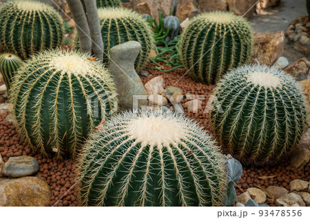 Group of Golden barrel cactus (Echinocactus grusonii) growth and nursery in greenhouse. 93478556
