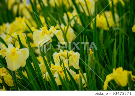 東村山八国山の花菖蒲 93478571