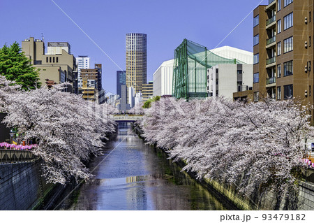 東京都　目黒川　目黒新橋付近　満開の桜 93479182