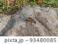 An insect rests on a large rock, early in the morning. An insect rests on a large rock, early in the morning. 93480085