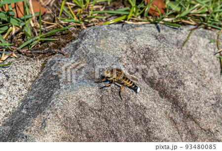 An insect rests on a large rock, early in the morning. An insect rests on a large rock, early in the morning. 93480085
