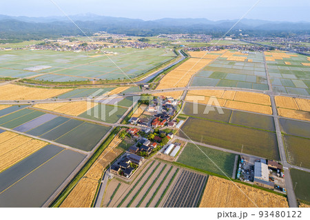 黄金色に輝き収穫期を迎えた麦畑と田畑が広がる金沢平野のドローン撮影写真｜石川県能美市 93480122