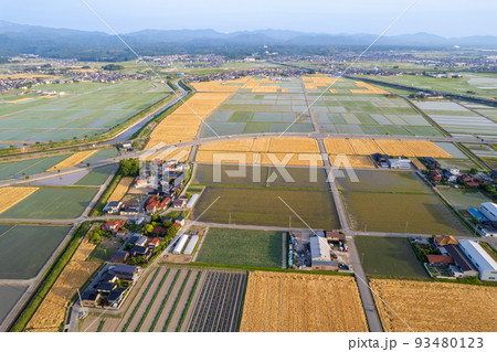 黄金色に輝き収穫期を迎えた麦畑と田畑が広がる金沢平野のドローン撮影写真｜石川県能美市 93480123
