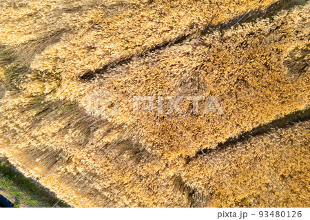 美しく区画分けされた黄金色に輝き収穫期を迎えた麦畑のドローン撮影写真｜石川県能美市 93480126