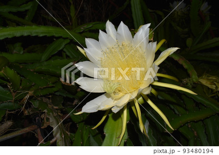 ドラゴンフルーツの花 93480194