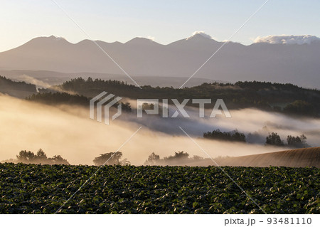 朝霧の丘 93481110
