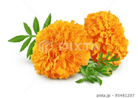 fresh marigold or tagetes erecta flower isolated on white background with full depth of field. 93481207