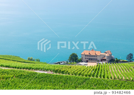 Beautiful sunny landscape with vineyards near lake 93482466