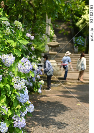 広島県府中市神宮寺のアジサイ 93482565