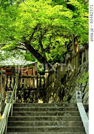 広島県府中市神宮寺のアジサイ 93482571