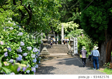 広島県府中市神宮寺のアジサイ 93482576