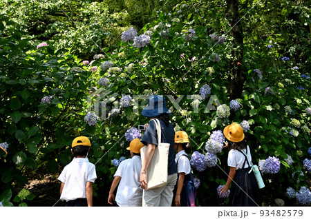 広島県府中市神宮寺のアジサイ 93482579