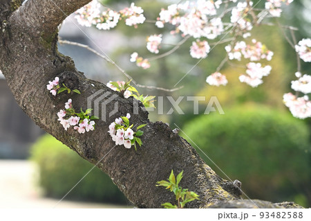 岩国市錦帯橋と桜 93482588