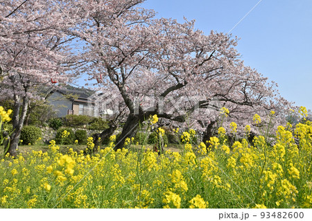 岩国市錦帯橋と桜 岩国市錦帯橋と桜 93482600