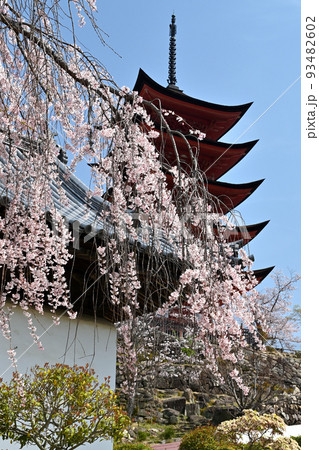 広島県宮島の桜 広島県宮島の桜 93482602