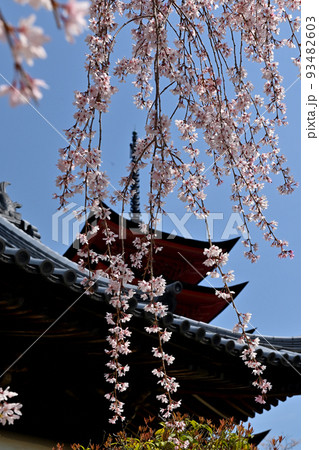広島県宮島の桜 広島県宮島の桜 93482603