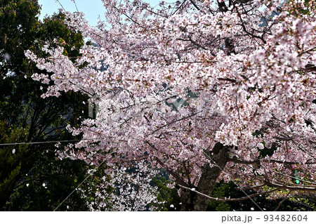 広島県宮島の桜 93482604