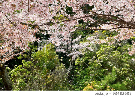 広島県宮島の桜 広島県宮島の桜 93482605