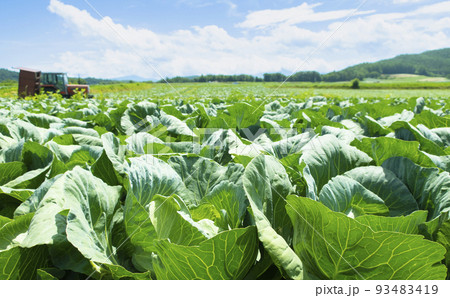 無限に広がるような嬬恋の高原キャベツ畑 無限に広がるような嬬恋の高原キャベツ畑 93483419