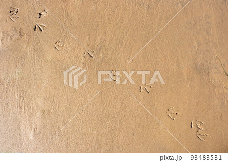Birds footprints on sand beach in sunny day. Birds footprints on sand beach in sunny day. 93483531
