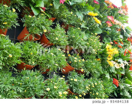 KLANG, MALAYSIA -MARCH 5, 2022: Herbs plant, flower, and vegetable planting in plastic pots, and it was hanged & arranged vertically to form a vertical garden. Suitable for gardens in urban areas. KLANG, MALAYSIA -MARCH 5, 2022: Herbs plant, flower, and vegetable planting in plastic pots, and it was hanged & arranged vertically to form a vertical garden. Suitable for gardens in urban areas. 93484138