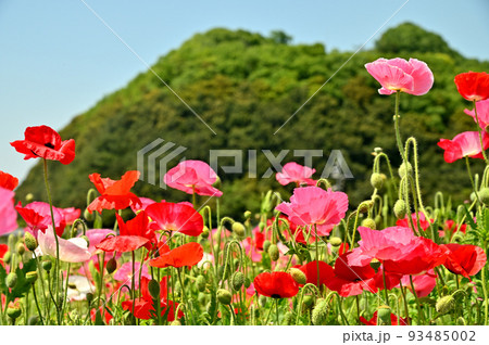 岡山県笠岡市笠岡ベイファームのポピーの花畑 岡山県笠岡市笠岡ベイファームのポピーの花畑 93485002