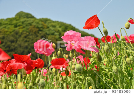 岡山県笠岡市笠岡ベイファームのポピーの花畑 93485006