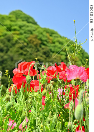 岡山県笠岡市笠岡ベイファームのポピーの花畑 岡山県笠岡市笠岡ベイファームのポピーの花畑 93485008