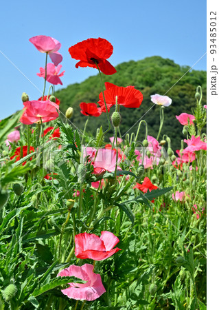 岡山県笠岡市笠岡ベイファームのポピーの花畑 岡山県笠岡市笠岡ベイファームのポピーの花畑 93485012