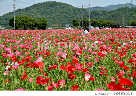岡山県笠岡市笠岡ベイファームのポピーの花畑 93485013