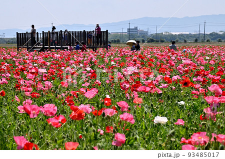 岡山県笠岡市笠岡ベイファームのポピーの花畑 岡山県笠岡市笠岡ベイファームのポピーの花畑 93485017