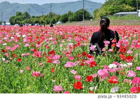 岡山県笠岡市笠岡ベイファームのポピーの花畑 岡山県笠岡市笠岡ベイファームのポピーの花畑 93485020