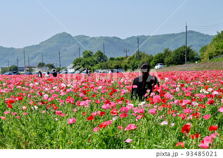 岡山県笠岡市笠岡ベイファームのポピーの花畑 岡山県笠岡市笠岡ベイファームのポピーの花畑 93485021