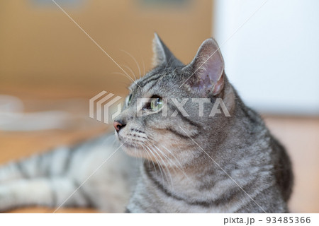 見つめる猫　サバトラ猫 93485366