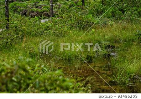 滋賀県米原市にある山室湿原の風景です 93486205
