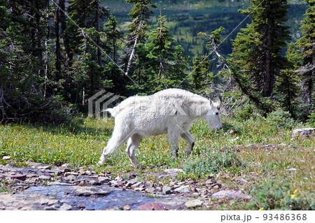 The white mountain goat The white mountain goat 93486368