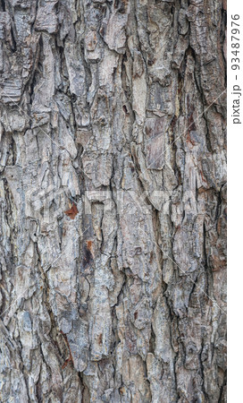 Texture of gray tree bark Texture of gray tree bark 93487976