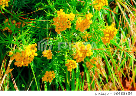 麗しき浅間山 : 9月の黒斑山の高山植物 麗しき浅間山 : 9月の黒斑山の高山植物 93488304