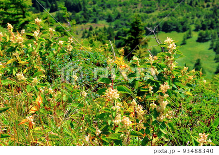 麗しき浅間山　　　：　　9月の黒斑山の高山植物 93488340