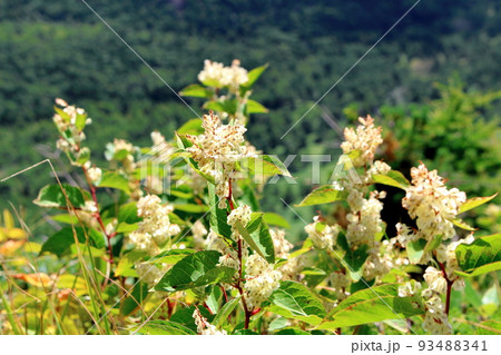 麗しき浅間山　　　：　　9月の黒斑山の高山植物 93488341