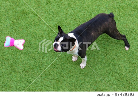 ゆずの里毛呂山町のドックランで糸に吊るしたリボンを可愛いく見上げる愛犬ボストンテリアのマイティ君 93489292
